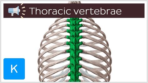 The pronunciation of ''vertebrae'' ending in e with a long ''a'' is undoubtedly more common, but generally frowned upon by orthoepists as it is not supported by etymology (like the long ''i'') or analogy (like the long ''e), only usage. . Vertebrae pronunciation